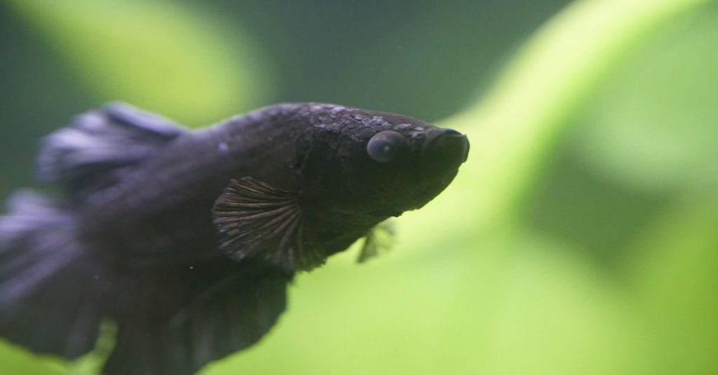 Cloudy Eyes in Betta Fish