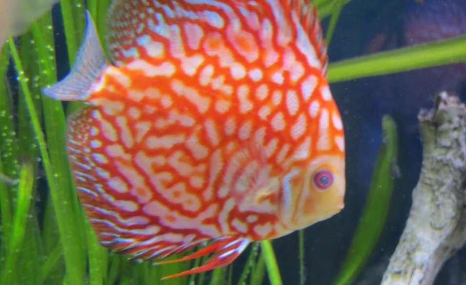 Cloudy Eyes in Tropical Discus Fish and Aquarium Tanks