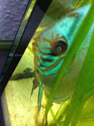 Cloudy Eyes in Tropical Discus Fish and Aquarium Tanks