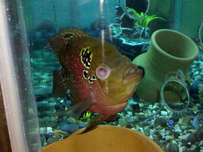 Cloudy Eyes in Flowerhorn Cichlid