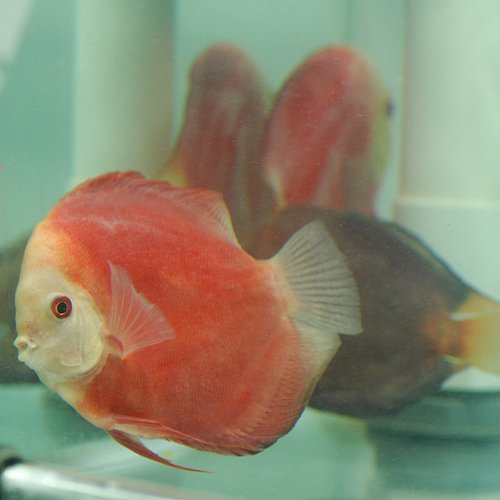 Discus Fish Leaning to One Side or Another, Tilting, and Laying Flat