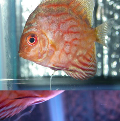 Yellow or white segmented poop in aquarium fish