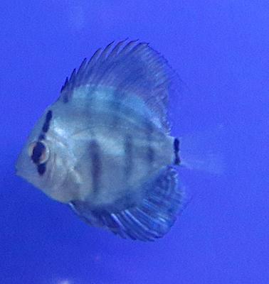 Discus fish losing weight due to internal parasites