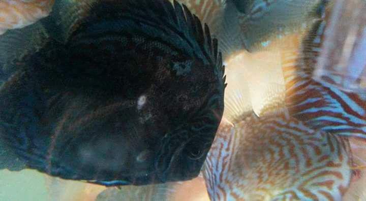 Clamped Fins, Excess Slime, and Leaning to Sides are Some of the Most Common Symptoms of the Discus Plague