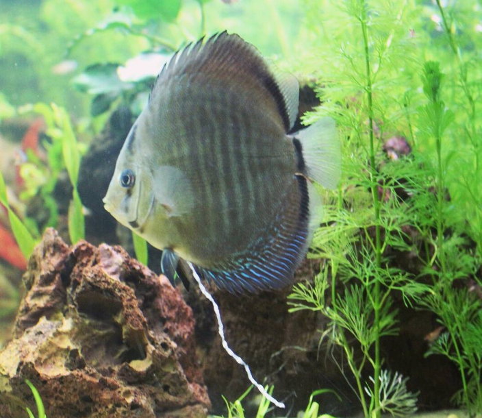 Clear or white mucus in discus fish poop