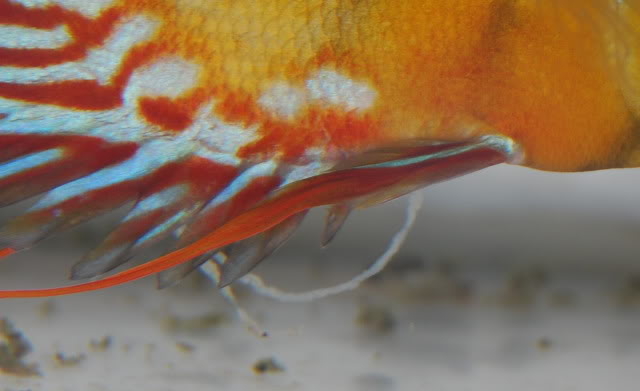 Lumpy and white stringy feces in tropical discus fish