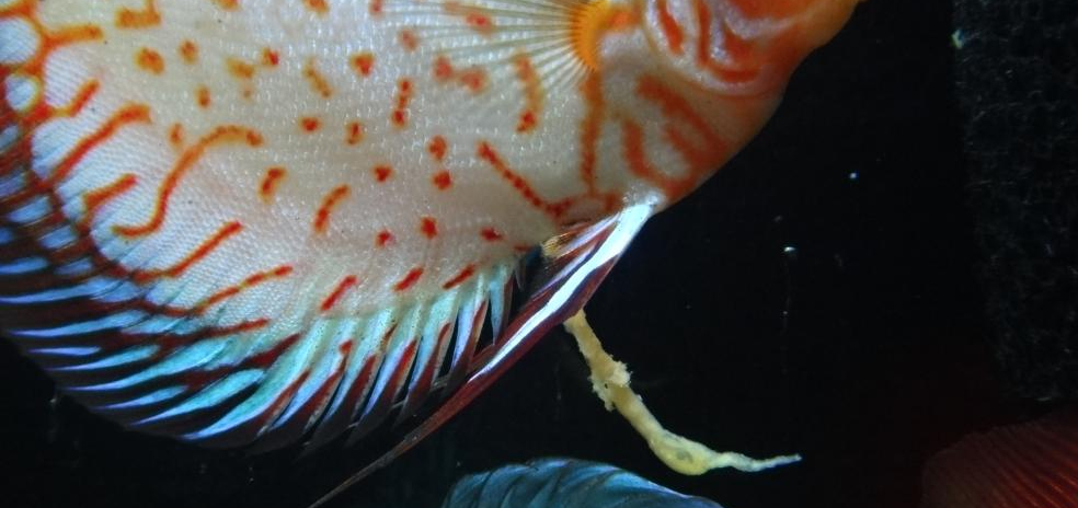 White Feces; Clear & Long Stringy Poop in Tropical Fish - Discus Fish