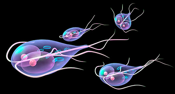 Spironucleus is a parasitic flagellate in Aquarium Tropical Fish