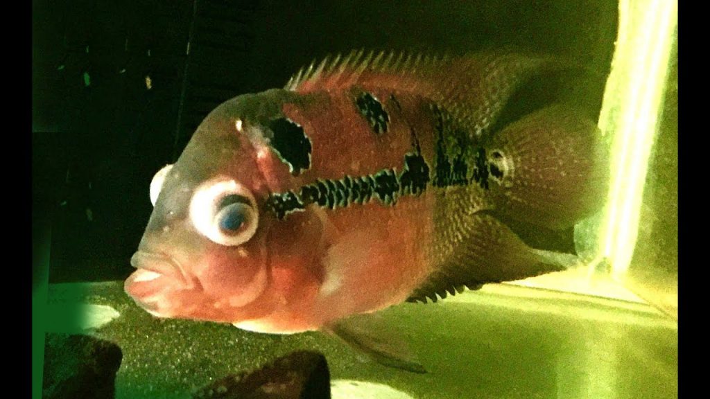 Swelling and Bulging of Flowerhorn Cichlid Eyes