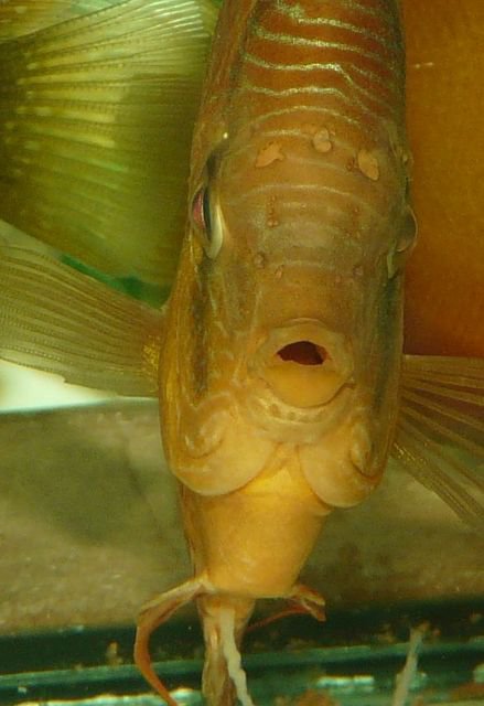 Hole in the head disease in symphysodon Discus Fish