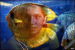 Selecting Discus Fish; How to Choose & Buy Best Discus