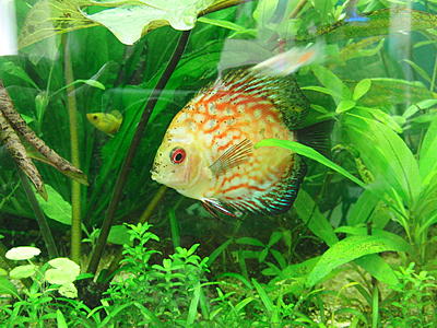 Skinny discus fish with intestinal parasites