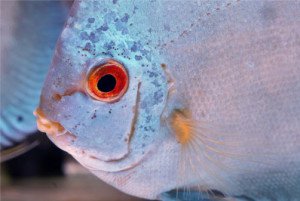 Small holes on the head of discus fish