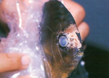 Discus fish with lesions and wounds on head as a result of HLLE