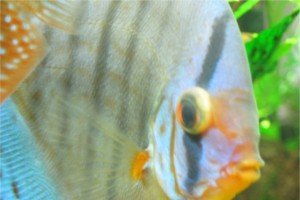 Protruding Eyeball in Discus Fish Eye