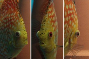 Discus Popeye disease from different angles